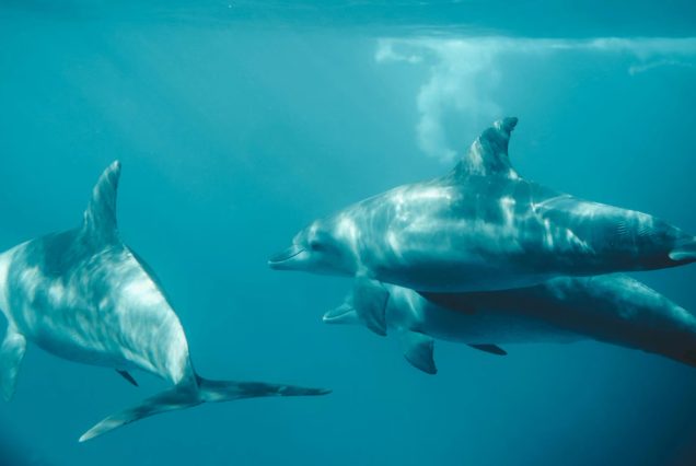 Mnemba Island Dolphin & Snorkeling Tour