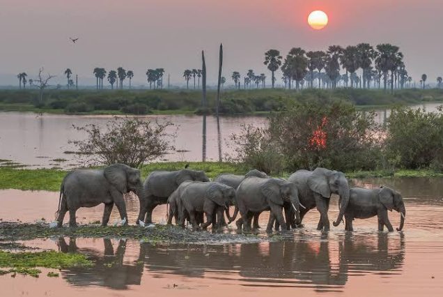 2-Day Safari Zanzibar to Nyerere National Park (Selous Reserve)